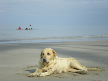 浜辺の犬1.jpg